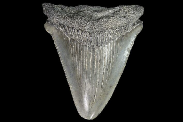 Juvenile Megalodon Tooth - Georgia #101411